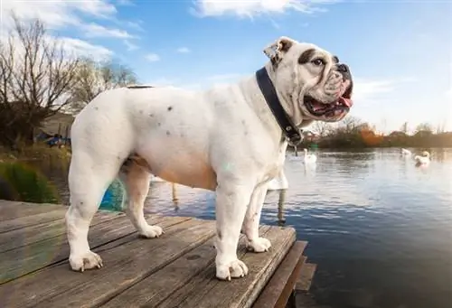 anglický buldog stojaci na lavici obžalovaných