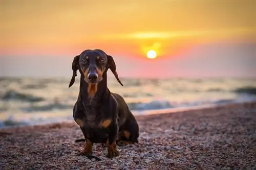 một con chó dachshund lông ngắn trên bãi biển vào mùa hè