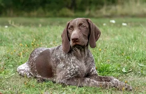 Chien braque allemand allongé sur l'herbe