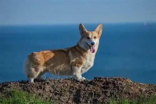 con chó corgi pembroke welsh đứng trên một ngọn đồi