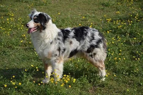 chien de berger australien dans le pré