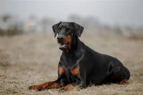 chien doberman à la fin de l'automne