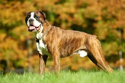 chien boxer debout sur l'herbe