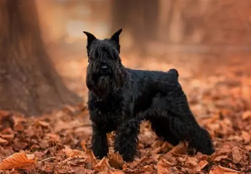 chien schnauzer nain noir dans le parc