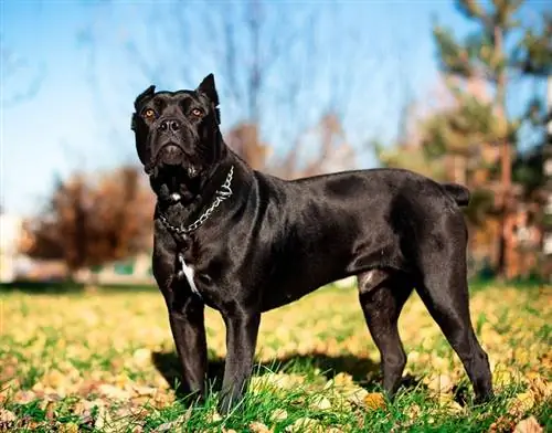 chien noir cane corso debout dans le parc