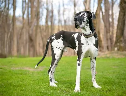 un chien dogue allemand arlequin noir et blanc debout en plein air