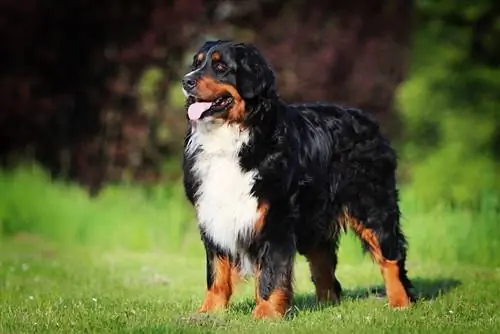 chó núi bernese đứng trên đồng cỏ