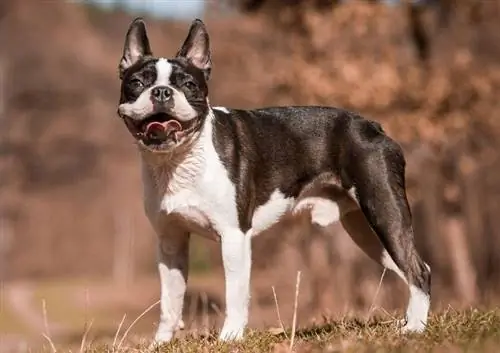 chien boston terrier debout sur l'herbe