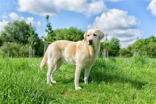 labradorský retrívr pes stojící na trávě