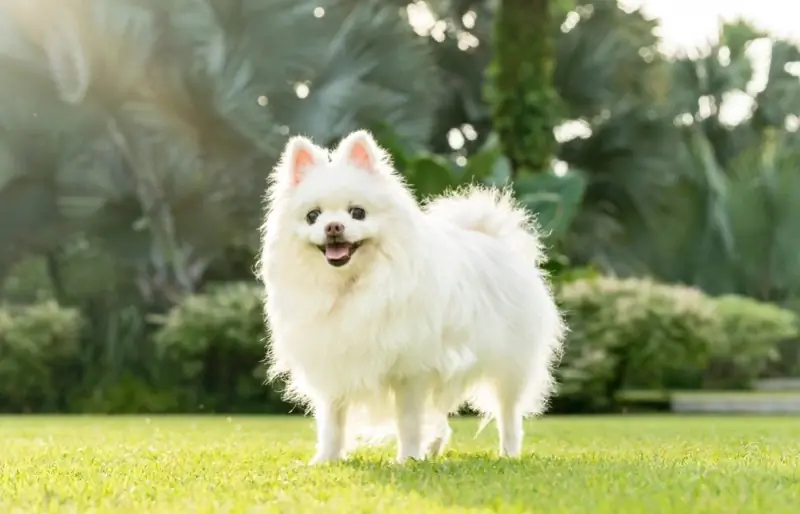 chien pomeranien face de renard blanc debout sur l'herbe