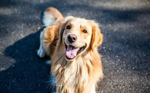 Golden Retriever i buzëqeshur