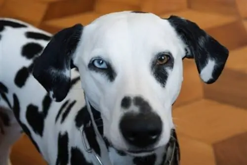 Dalmatian ከሄትሮክሮሚያ ጋር