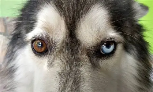 Heterochromija šunims: veterinarijos gydytojo peržiūrėti faktai, priežastys & susirūpinimas