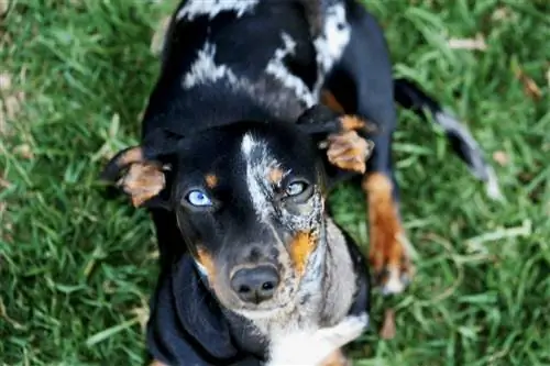 Sissie, dubbelfläck med Heterochromia iridum