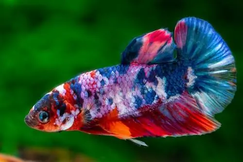 samec galaxie koi betta