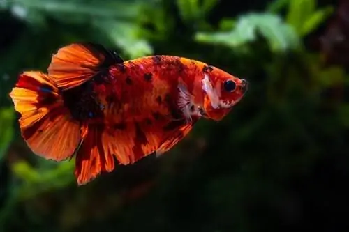 koi betta ዓሣ