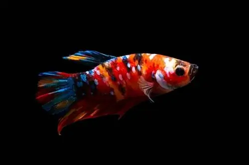 koi-betta-fish_ไพสิฐ-ธีรภัทรสกุล_shutterstock