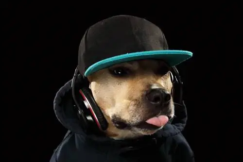 Mais de 100 nomes de cachorros de hip hop e rapper: ideias para cães divertidos &