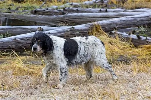 Llewellin setter englez în teren