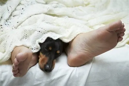 Dachshund-anjing-tidur-antara-kaki_dogboxstudio_shutterstock