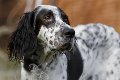 Oltre 100 nomi di cani setter inglesi: idee per splendidi cani da caccia