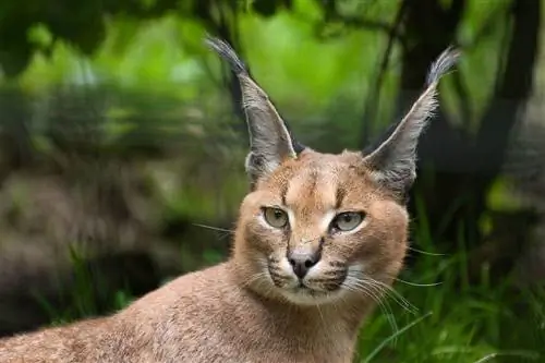 kucing caracal dari dekat