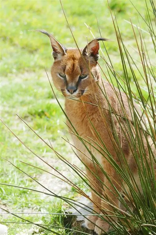 caracal katt i det vilda