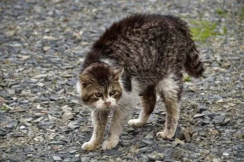 eine robuste Wildkatze, die zum Angriff bereit ist