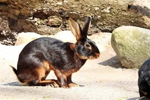 Черный и коричневый бельгийский заяц