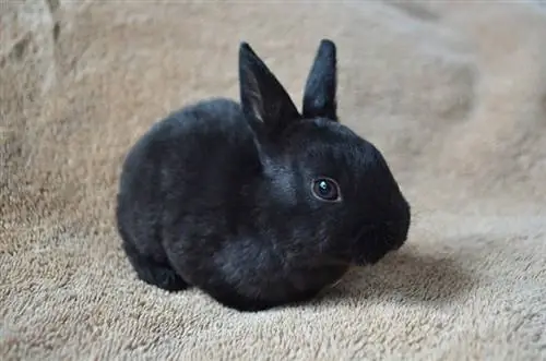 Mini-Rex-Kaninchen auf einem Teppich