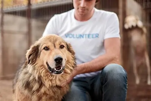 erkek gönüllü hayvan barınağında köpeği okşuyor