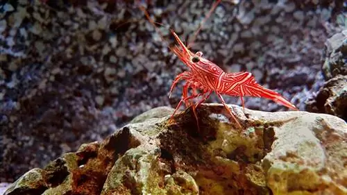 S altwater Peppermint Shrimp