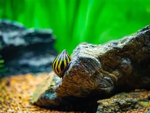 Zebra nerite puž