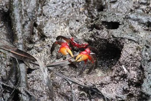 Ang pulang claw crab ay lumalabas mula sa lungga nito sa bakawan