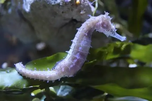 seahorse sa aquarium