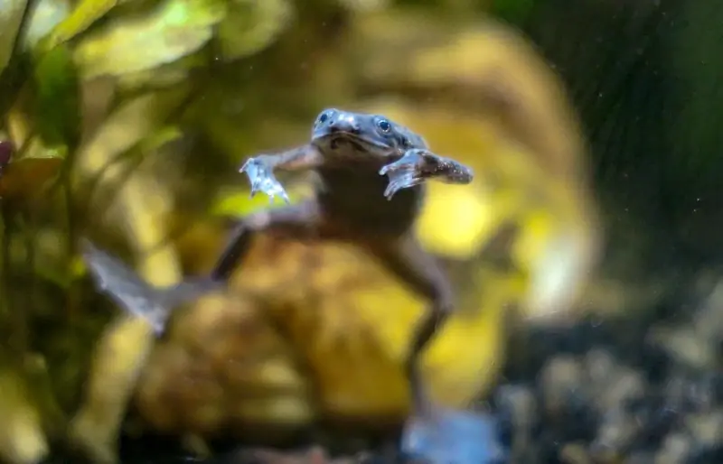 african dwarf frog (hymenochirus boettgeri) lumalangoy sa ilalim ng tubig