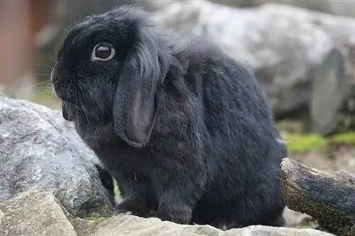 Sort Holland Lop kanin