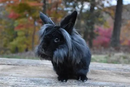 Lapin à tête de lion noir dans la cour