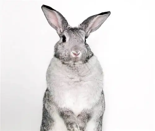 Nakatayo ang Giant Chinchilla Rabbit