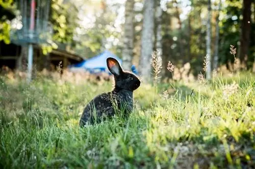 Black Satin Rabbit sa damuhan