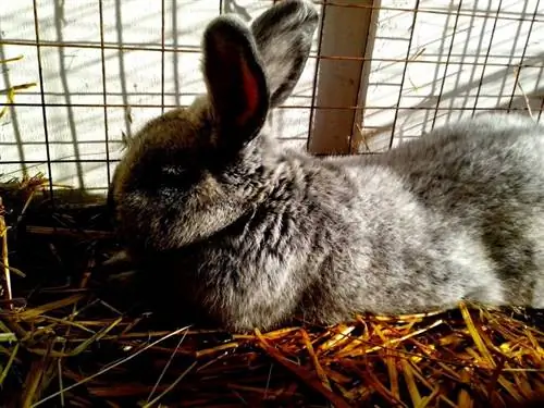 Black Jersey Giant Rabbit