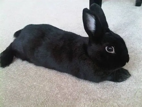 Black Mini Satin Rabbit