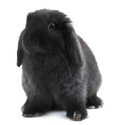 Lapin Fuzzy Lop noir américain