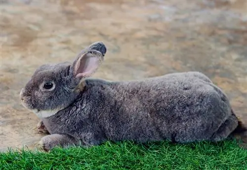 Flemish giant rabbit (Oryctolagus Cuniculus) na nakahiga sa lupa