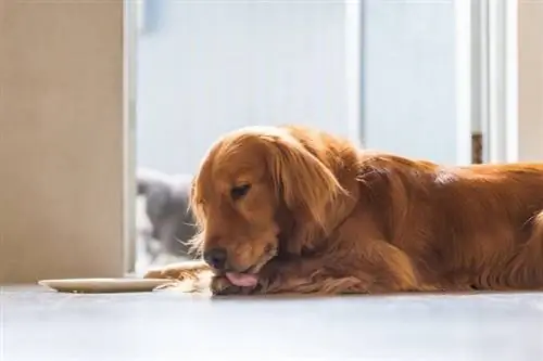 Pençelerini yalayan Golden Retriever Köpek_Shutterstock_Chendongshan