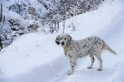 dalmadoodle i snö