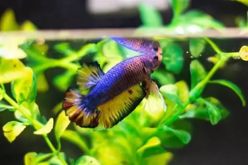 Betta Fish ტემპერატურული შოკი: სიმპტომები & მკურნალობა