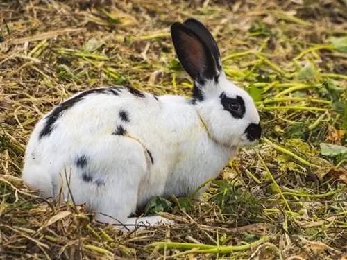 Engleski Spot Rabbit: Slike, Vodič za njegu, Životni vijek & Osobine