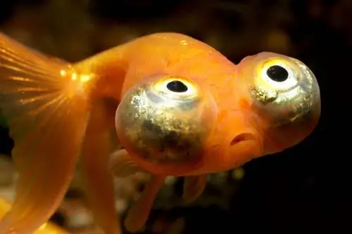 Celestial Eye Goldfish: Gabay sa Pangangalaga, Mga Variety & Haba ng Buhay (may mga Larawan)