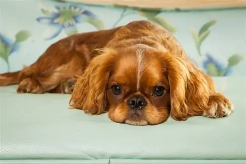 Szczeniak spaniel angielski zabawka